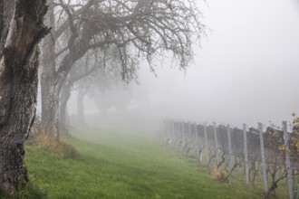 Autumn atmosphere with fog, sparse trees and vineyard, Sausal, Styria, Austria