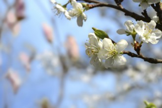 Plum blossom