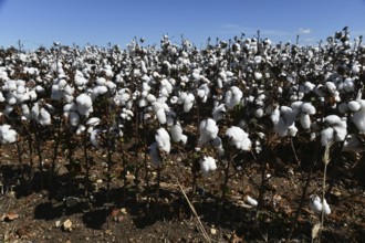 Cotton crop ready for harvest at Byee, near Murgon in the South Burnett district of Queensland,