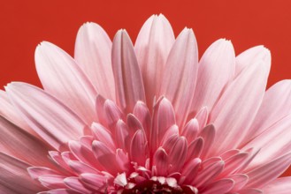 Pink gerbera flower blossom