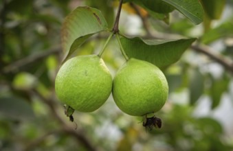 Two ripe guavas hang side-by-side, their vibrant green skin promising a sweet and tangy taste,