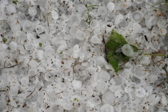 The orchard with lawn after the June hailstorm in Poland