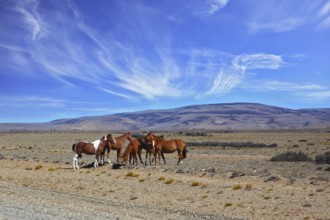 The herd of magnificent bay mustangs grazing in the Patagonian prairie on a summer day. Argentina