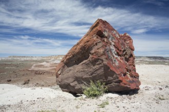Petrified trees, Petrified Forest National Park, Arizona, USA