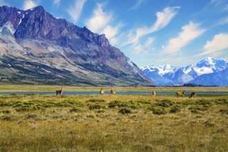 Argentina, Patagonia. Small herd of guanaco. Guanaco is a cloven-hoofed mammal from the family of