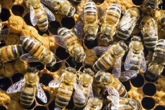Animals, insects, bees, honeybee, honeybees, (Apis), in the beehive, honeycomb, honeycomb Lower