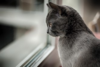 Little cat sits at the window
