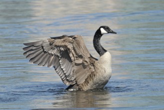 Canada goose (Branta canadensis)