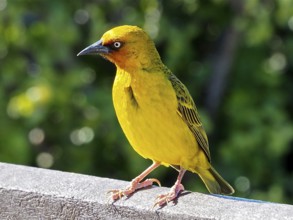 Cape Weaver (Ploceus capensis Eurasian Golden Oriole capensis)