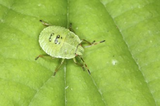 Green shield bug - larva (Palomena prasina)