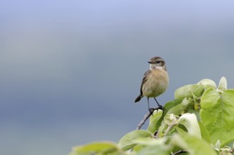 Stonechat, female (Saxicola rubicola)