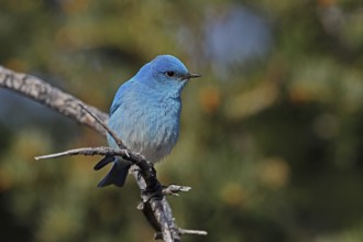 Mountain Bluebird, Sialia currucoides, Utah, USA
