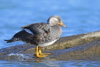 Long-winged Steamer Duck, Tachyeres patachonicus, Patagonia, Argentina