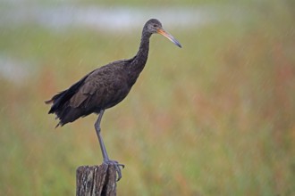 Wattled Crane, Aramus guarauna, Argentina