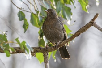 Common Blackbird (Turdus merula) female searching for ivy berries in winter. Bas-Rhin, Alsace,