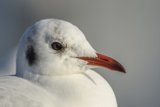 Black-headed Gull (Chroicocephalus ridibundus) portrait in winter. Bas-Rhin, Alsace, Grand Est,