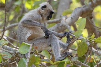 Northern plains gray langur (Semnopithecus entellus), primate, Kanha National Park, Tiger Reserve,
