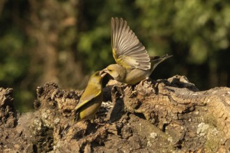 Chloris chloris, italy