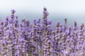 Lavender fields in bloom in Provence. Pays de Sault (Vaucluse)