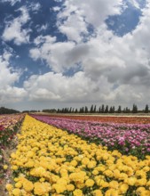 Windy spring day in the kibbutz. The picturesque field of the buttercups growing at strips