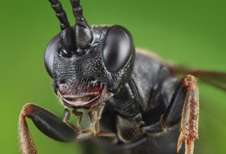 Head, thorax and legs of a black Ichneumon wasp (Ichneumonidae)