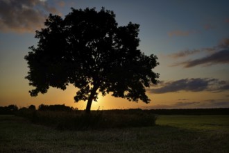 Oak tree at sunset, Fischland-Darß, Mecklenburg-Western Pomerania, Germany