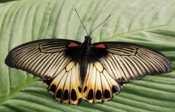 Great Mormon (Papilio memnon)