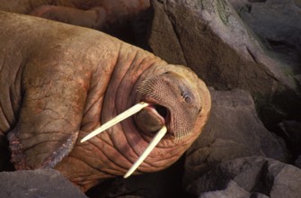 WALRUS (odobenus rosmarus) LAYING DOWN ON ROCKS, ROUND ISLAND IN ALASKA