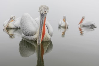 Dalmatian pelican (Pelecanus crispus), Lake Kerkini, Greece