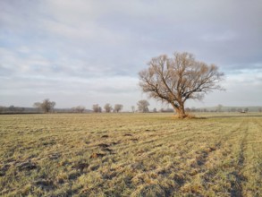 Lone tree in a field in winter