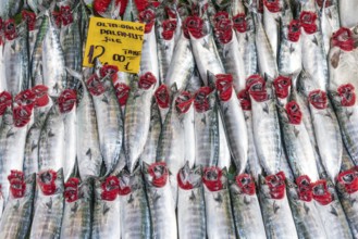 Fresh Atlantic tuna at a market in Istanbul, Turkey