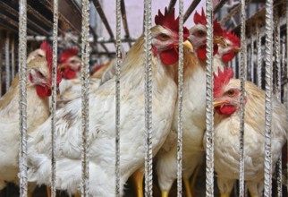 Chickens in a cage ready for sale on the arab market place