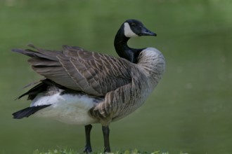 Close-up of a goose standing with detailed feathers against a green background, Canada goose,