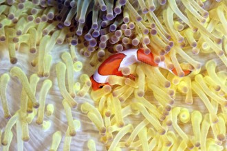 A picture of a beautiful anemone and it's Clown fish