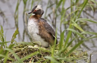 Eared Grebe in Saskatchewan Canada Pond with eggs