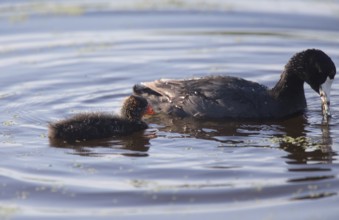 American Coot Waterhen and Babies in Marsh Canada