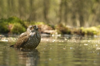 Sparrowhawk (Accipiter nisus)