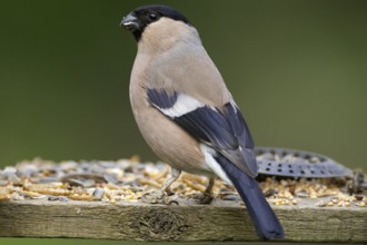 Female Bullfinch at a feeding table
