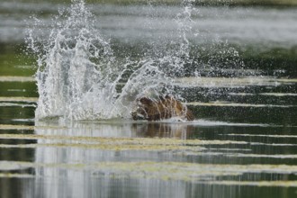 Osprey hunting