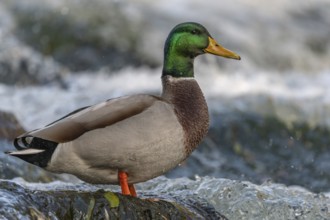 Male mallard (Anas platyrhynchos) duck looking for food in a river. Thann, Haut-Rhin, Collectivite