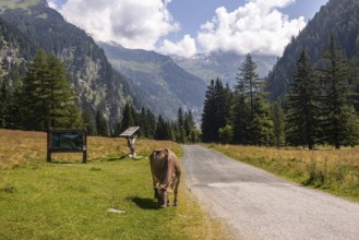 Impressions from Mallnitz Hohe Tauern National Park Seebachtal