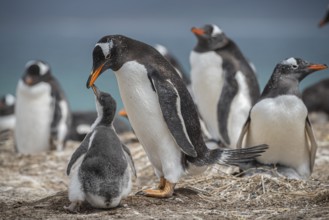 Gentoo penguin (Pygoscelis papua) feeding a chick in a colony, Pebble Island, Falkland Islands,