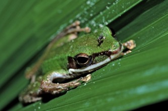 Tropical tree frog, Malaysia, Borneo, Sabah