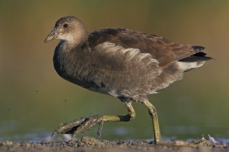 Moorhen, (Gallinula chloropus), animals, birds, biotope, habitat, foraging, genus of moorhen,