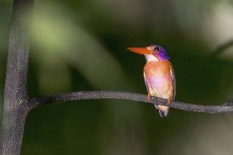 Sulawesi Kingfisher, Kingfisher, (Ceyx fallax) from Tangkoko National Park, Sulawesi, Indonesia,