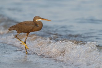 Heron, (Egretta gularis), heron, animals, birds, biotope, habitat, foraging Salalah, Raysut,