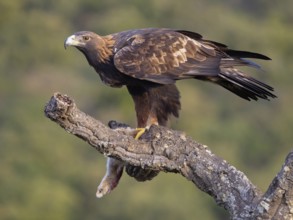Golden Eagle, (Aquila chrysaetos), bird of prey, hawk family, perch, biotope, habitat, foraging, El