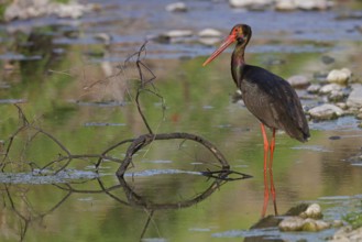 Black stork, (Ciconia nigra), animals, birds, storks, biotope, habitat, foraging, Lesbos, Lesbos