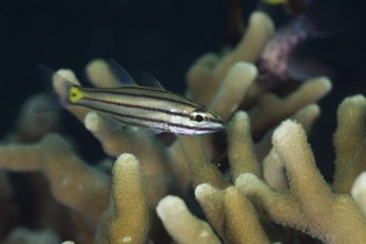 Fuenfline cardinalfish, Cheilodipterus quinquelineatus, Micronesia, Palau