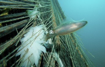 Southern reef squid laying eggs, Sepiotheuthis australis, Malaysia, Pacific, Borneo, Mabul